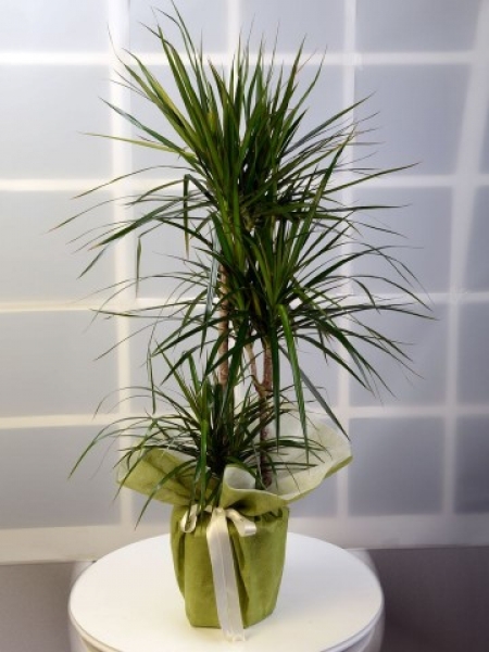 Dracena Marginata Saksı Çiçeği